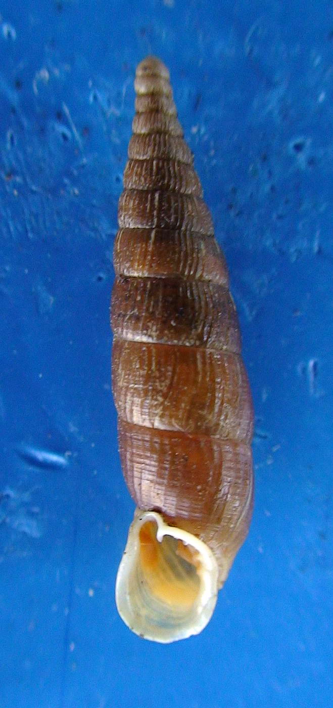 Macrogastra (Pyrostoma) asphaltina (Rossmssler 1836)